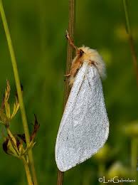 Attēlu rezultāti vaicājumam “Hepialus humuli”