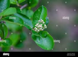 Attēlu rezultāti vaicājumam “Aronia melanocarpa bud”