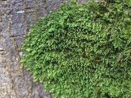 Attēlu rezultāti vaicājumam “Radula complanata”