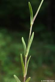 Attēlu rezultāti vaicājumam “Dianthus deltoides bud”