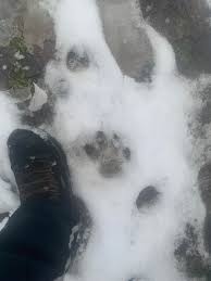 Image result for Cornwall Cougars