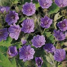 Attēlu rezultāti vaicājumam “Geranium bohemicum”