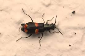 Attēlu rezultāti vaicājumam “Anthocomus fasciatus”