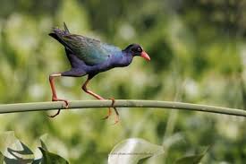 Image result for Porphyrio alleni