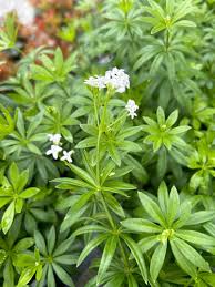 Image result for Galium odoratum