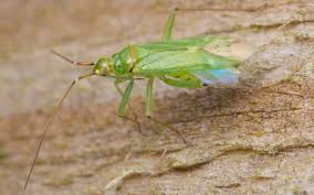 Attēlu rezultāti vaicājumam “Blepharidopterus angulatus”