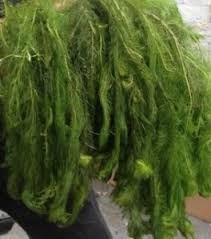 Attēlu rezultāti vaicājumam “Ceratophyllum submersum leaf”