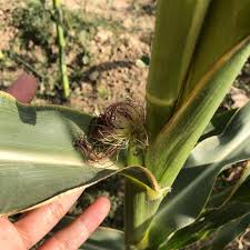 Attēlu rezultāti vaicājumam “Zea mays male flower”