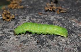 Attēlu rezultāti vaicājumam “Phlogophora meticulosa”