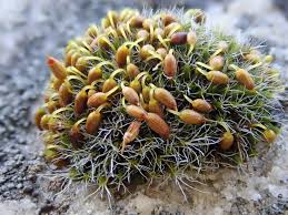 Attēlu rezultāti vaicājumam “Grimmia pulvinata sporophyte”