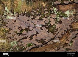 Attēlu rezultāti vaicājumam “Xylobolus frustulatus”