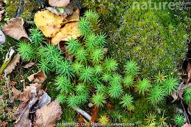 Attēlu rezultāti vaicājumam “Polytrichum commune”
