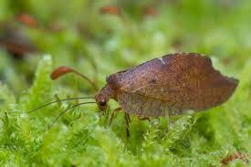 Attēlu rezultāti vaicājumam “Drepanepteryx phalaenoides”