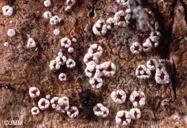 Attēlu rezultāti vaicājumam “Stictis”