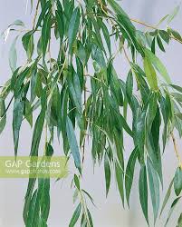 Attēlu rezultāti vaicājumam “Salix x sepulcralis”