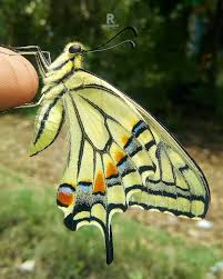 Attēlu rezultāti vaicājumam “Papilio machaon”