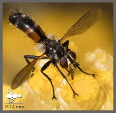 Attēlu rezultāti vaicājumam “Cylindromyia sp.”