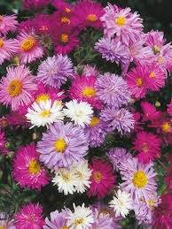 Image result for Aster alpinus