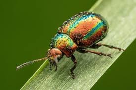 Attēlu rezultāti vaicājumam “Chrysolina fastuosa”