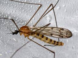 Attēlu rezultāti vaicājumam “Limoniidae”