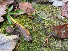Attēlu rezultāti vaicājumam “Blasia pusilla sporophyte”