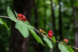 Attēlu rezultāti vaicājumam “Lonicera xylosteum fruit”