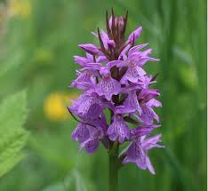 Attēlu rezultāti vaicājumam “Badhamia lilacina young”