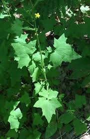 Attēlu rezultāti vaicājumam “Mycelis muralis leaf”