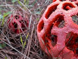 Attēlu rezultāti vaicājumam “Clathrus ruber”