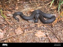 Attēlu rezultāti vaicājumam “Vipera berus”