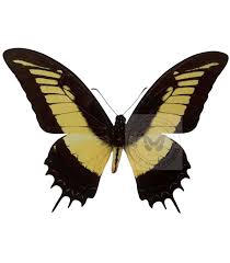 Attēlu rezultāti vaicājumam “Papilionidae”