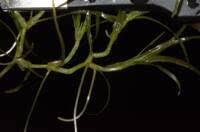 Attēlu rezultāti vaicājumam “Najas flexilis leaf”