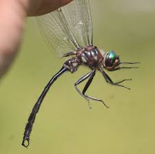 Attēlu rezultāti vaicājumam “Cordulidae”