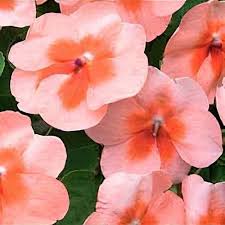 Image result for Impatiens walleriana