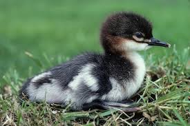 Attēlu rezultāti vaicājumam “Mergus merganser juvenile”