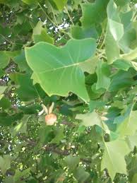 Attēlu rezultāti vaicājumam “Liriodendron tulipifera”