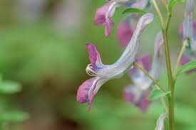 Attēlu rezultāti vaicājumam “Corydalis cava flower”