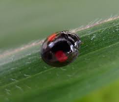 Attēlu rezultāti vaicājumam “Chilocorus renipustulatus”
