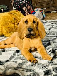 Image result for Carlisle BloodHounds