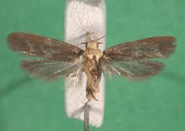 Attēlu rezultāti vaicājumam “Depressaria depressana”