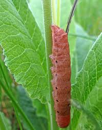 Attēlu rezultāti vaicājumam “Anacampsis blatariella”