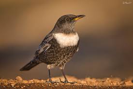 Image result for Turdus torquatus