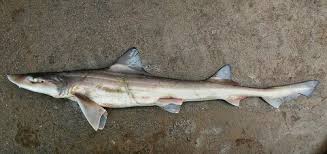 Image result for Mustelus