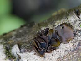 Attēlu rezultāti vaicājumam “Ionomidotis irregularis”