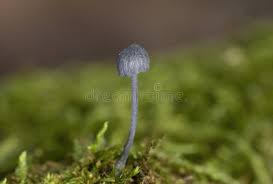 Attēlu rezultāti vaicājumam “Mycena pseudocorticola”
