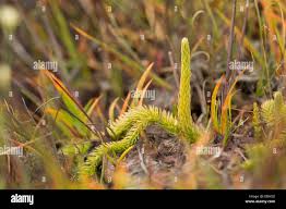 Attēlu rezultāti vaicājumam “Lycopodiella inundata”