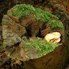 Attēlu rezultāti vaicājumam “Buglossoporus quercinus”