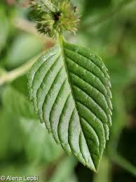 Attēlu rezultāti vaicājumam “Mentha x verticillata leaf”