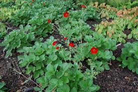 Attēlu rezultāti vaicājumam “Potentilla arenaria leaf”