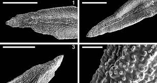 Attēlu rezultāti vaicājumam “Didymodon tophaceus sporophyte”